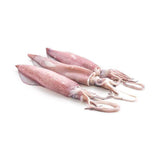 Fresh Squid