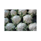 Cauliflower White 24ct