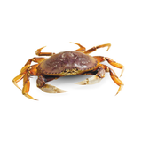 Live B.C. Crab（Double Claw)