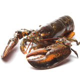 Live Lobster