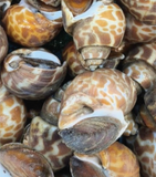 Fresh China Sea Whelk