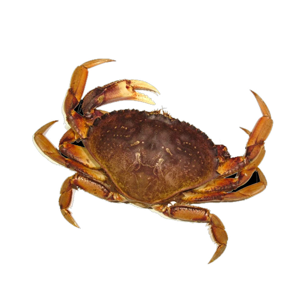 Live BC Crab - Single Clamp – Al Premium Food Mart - Eglinton
