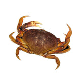 Live BC Crab - Single Clamp