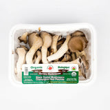 Organic Enviro Black Oyster Mushroom