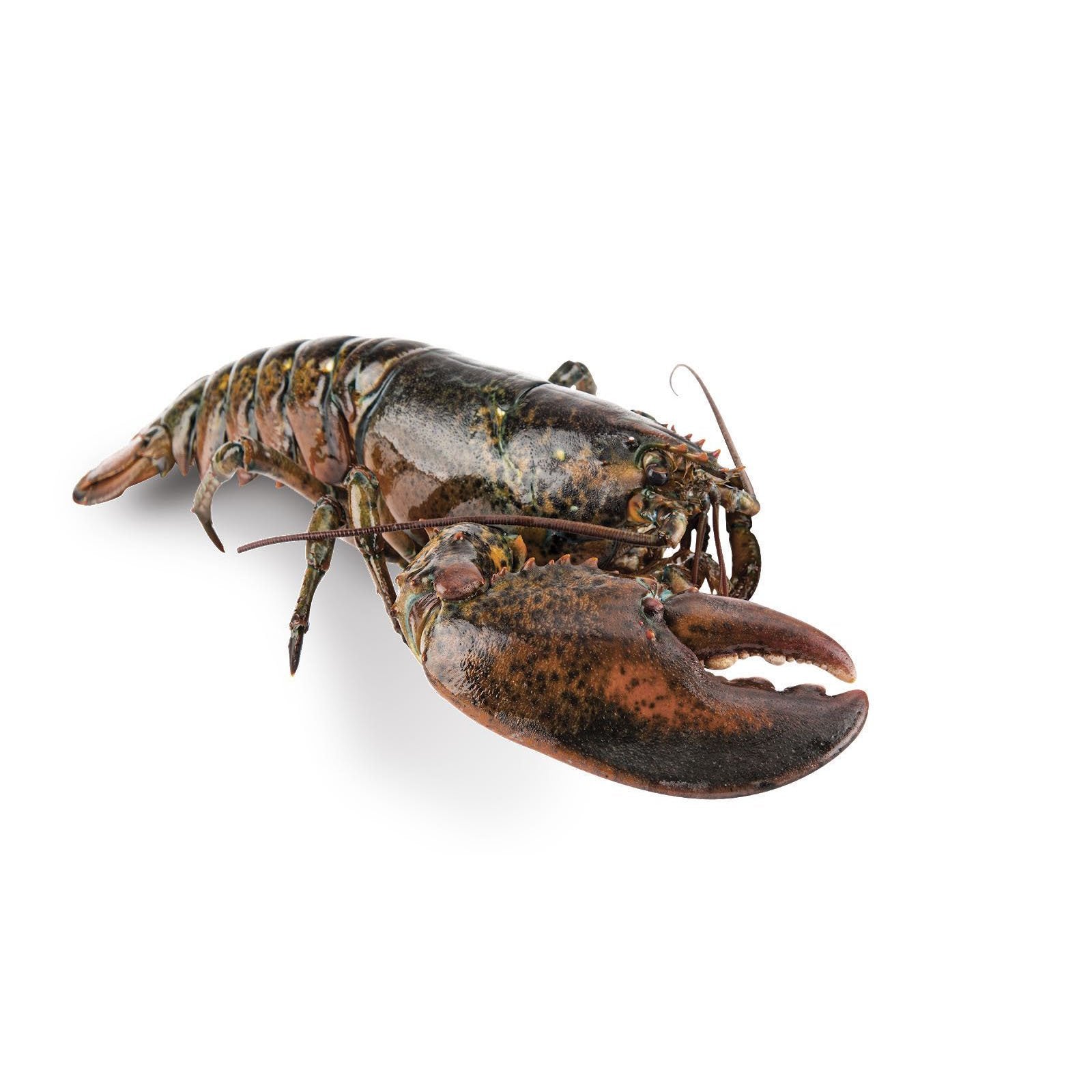 Live Canadian Lobster Single Claw