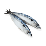Mackerel